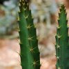 Peniocereus_cuixmalensis